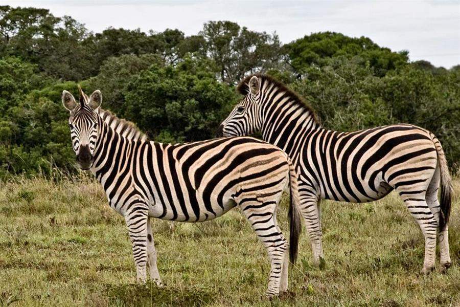 Amakhala Bush Lodge Zebras