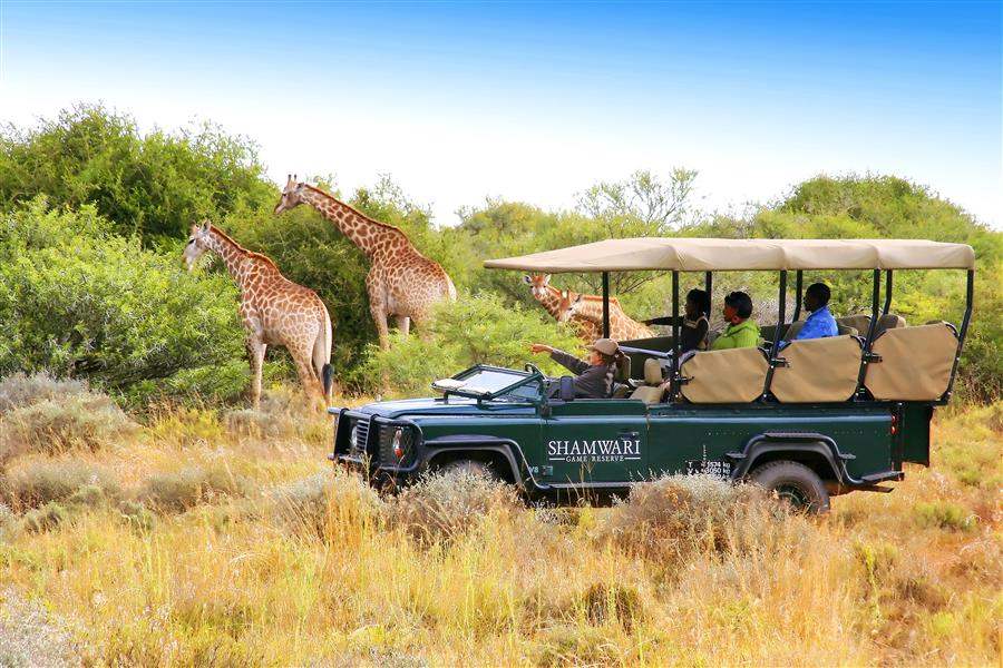 Shamwari Bayethe Lodge Safari Giraffes
