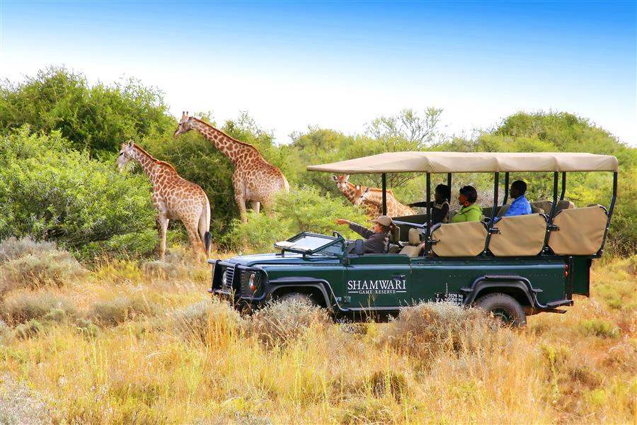 Shamwari Riverdene Lodge Jeep Safari Giraffe