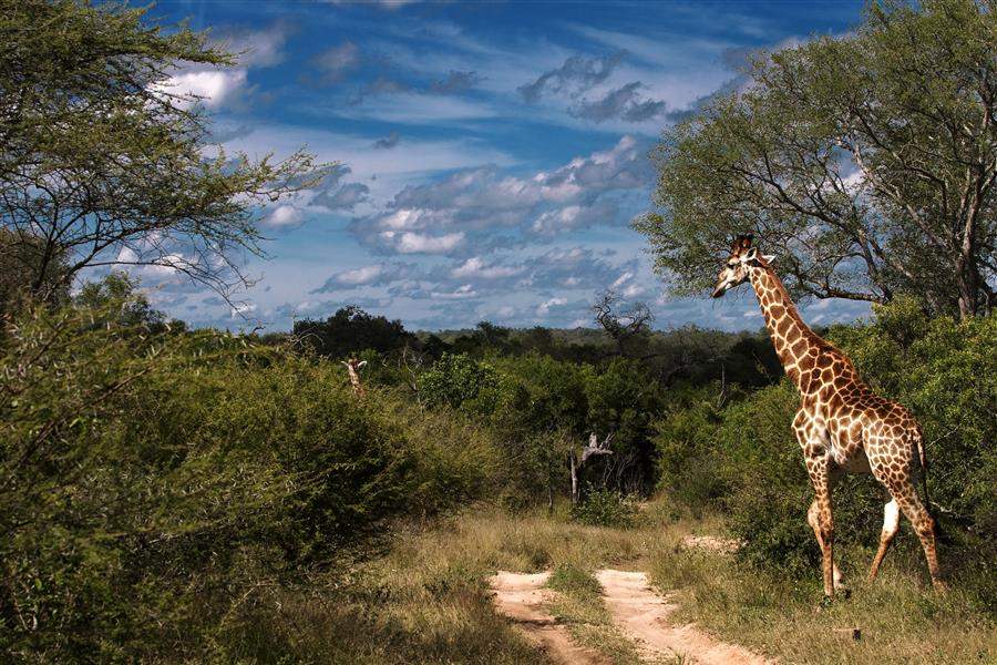Lion Sands Ivory Lodge Wildlife Giraffe