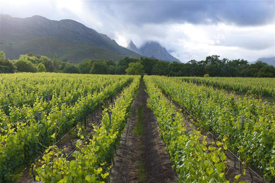 Lanzerac Manorand Winery Vineyard