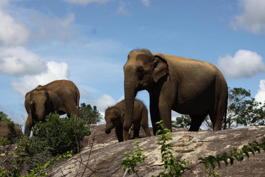 Yala Elephants