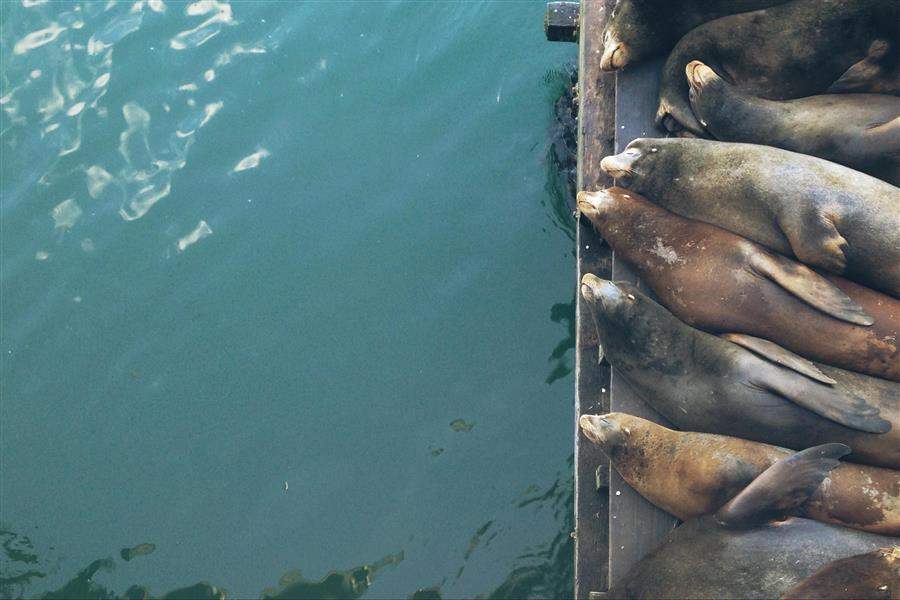 Fishermans Wharf Seals